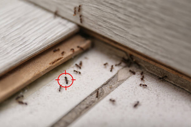 Best Best Pest Control Companies  in Stevensville, MT