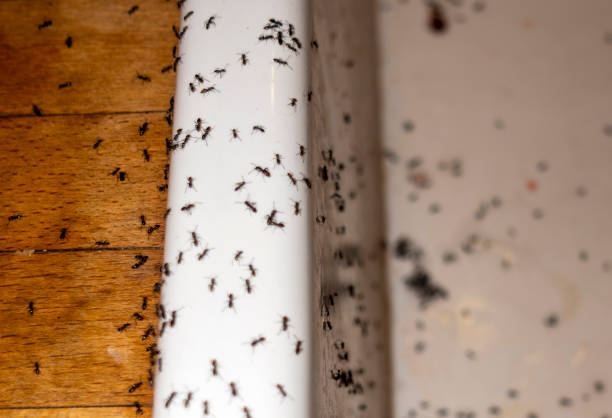 Trusted Stevensville, MT Pest Control Experts