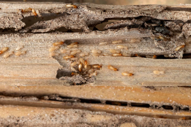 Best Mosquito Control Services  in Stevensville, MT