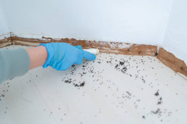 Best Rat Extermination Near Me  in Stevensville, MT